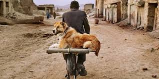 Mame arte STEVE McCURRY: ANIMALS Kabul