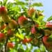 Mame food GUSTOSE, SUCCOSE, DELIZIOSE, PROFUMATE, BENEFICHE MELE albero di mele
