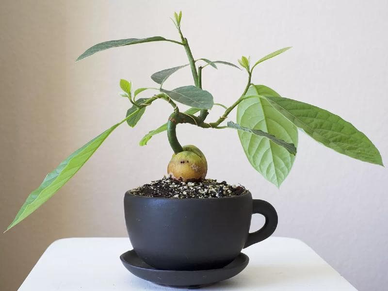 Come far crescere pianta avocado