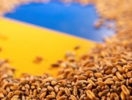 grano ucraina